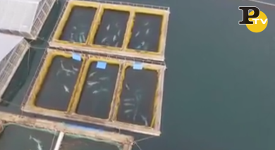 Russia: scoperte 90 balene e 11 orche tenute in prigioni marine | video