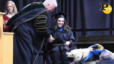 Laurea ad honorem ad un cane golden retriever | video