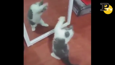 Gattino si specchia e non riconosce il proprio riflesso | video
