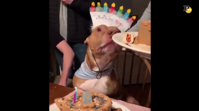 Il compleanno del loro amico fido