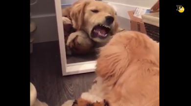 Il cane non si riconosce allo specchio