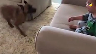 Il cane che fa ridere il suo piccolo padrone