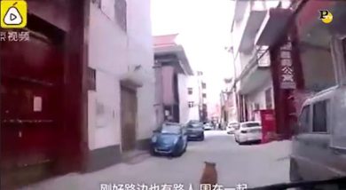 Cane guida l’ambulanza per salvare il suo proprietario