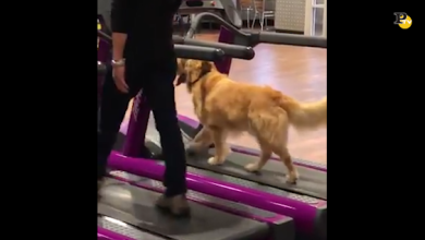 Metodi divertenti per mantenere in forma i nostri cuccioli