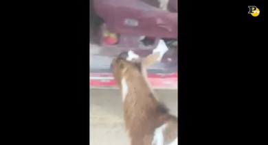 Il cane scappa di casa ma torna con una capra come amica