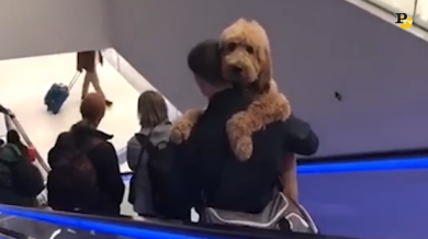 Il cane portato in braccio sulle scale mobili