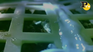 Luna: un seme di cotone germoglia sulla sonda cinese | video