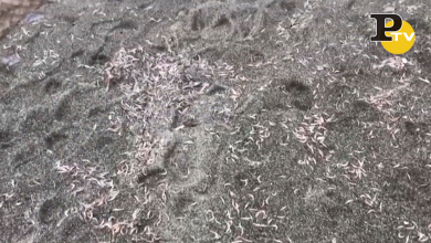 Ischia: migliaia di gamberetti morti su una spiaggia | video