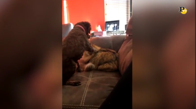 Il cane accarezza il gatto e il micio lo abbraccia.