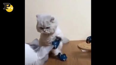 Gatto che fa pugilato