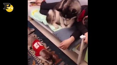 I cani si contendono le coccole del padrone sul divano