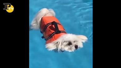 Cagnolino stanco di nuotare galleggia in piscina