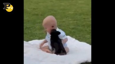 Cagnolino salta addosso al bimbo e lo fa cadere
