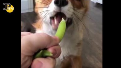 Cane ruba il cibo all’amico