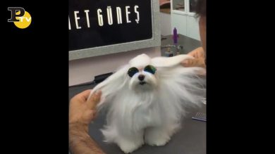 Quando un cane va dal parrucchiere