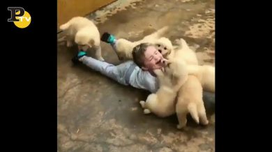 Quando i cagnolini sono troppo affettuosi