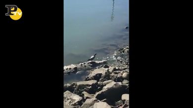 Il piccione cammina sul coccodrillo