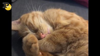 Il simpatico gattino che non si riesce a svegliare