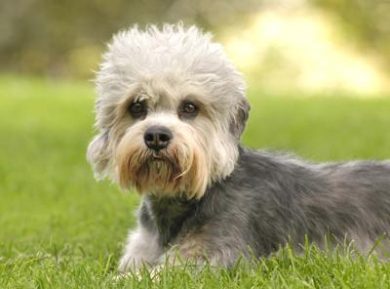 Il vostro cane addestratelo così