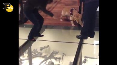 Cane spaventato da un pavimento di vetro