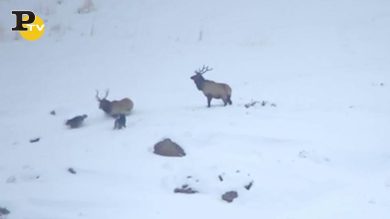 I lupi attaccano gli alci in mezzo alla neve