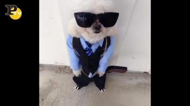 Un cane davvero stiloso