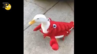 Anatra vestita da aragosta