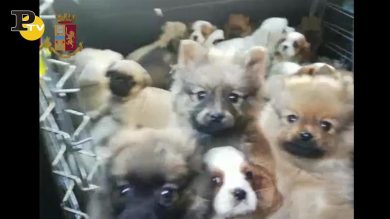 Traffico illegale di cani dalla Slovacchia, arresti in tutta Italia