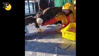 Aquila ruba il pesce a un pescatore