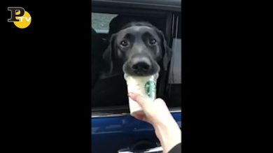 Il cagnolone apprezza il cappuccio di Starbucks