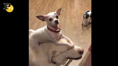 Cucciolo di cane si diverte sulla testa del fratello