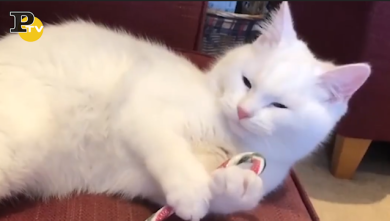 Quando un gatto scopre che non ama le caramelle