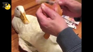 Anatra si fa fare la pedicure