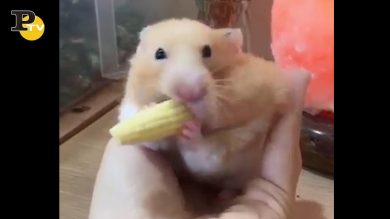 Criceto mangia la pannocchia intera