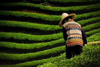 Premio Carlo Scarpa 2019: I giardini del tè di Dazhangshan