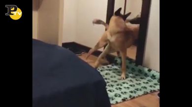 Cane si guarda per la prima volta allo specchio