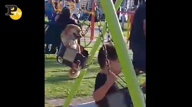 Cane va in altalena con i bambini