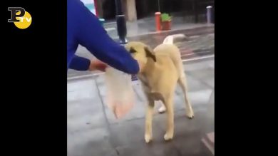 Cane ritira la carne dal macellaio per il padrone