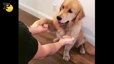 Cane cerca di indovinare dove si nasconde il biscotto