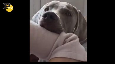 Cane cerca di rubare i ravioli alla sua padrona