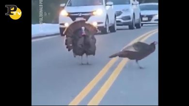 Tacchini fermano il traffico per attraversare la strada