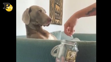 Cane mangia dei croccantini invisibili