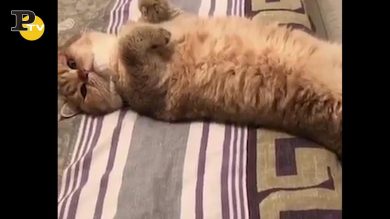 Gatto addormentato non riesce a scendere dal letto