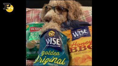 Cane goloso mangia le patatine dal sacchetto