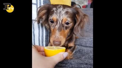 Cane assaggia il limone, la divertente reazione