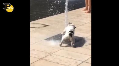 Cagnolino gioca e si diverte con la fontanella