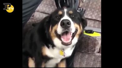 Cane si fa massaggiare la testa