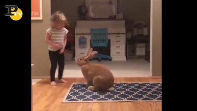 Il simpatico coniglio che tutti vorrebbero avere