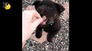 Cane salta per prendere il biscotto ma sbaglia mira e cade