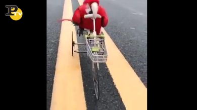 Pappagallo va in bicicletta e sui pattini